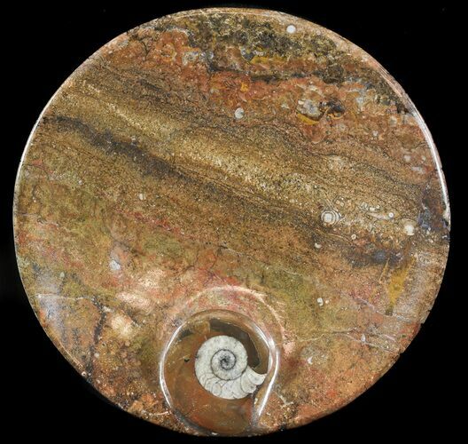 -/ Fossil Goniatite Dish - Stoneware #49399